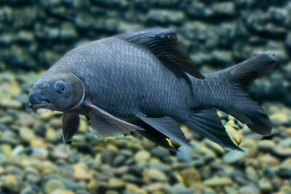 Engorda de Peixes em Diferentes Espécies: Abordagens Específicas para Cada Caso