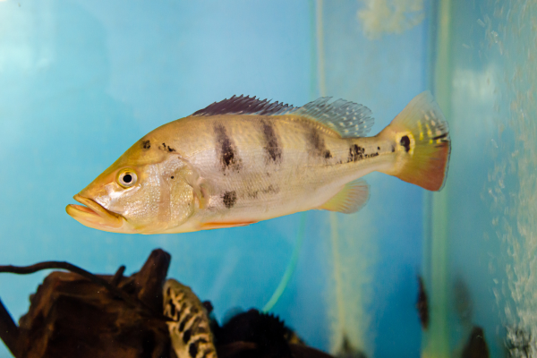 Engorda Orgânica de Peixes: Métodos e Benefícios