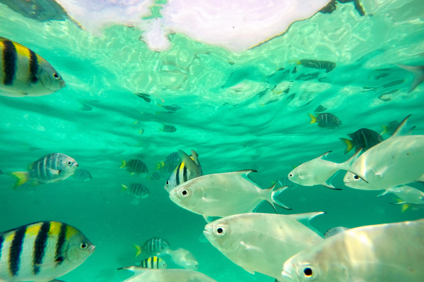 Engorda de Peixes em Climas Tropicais: Adaptações e Estratégias para Sucesso