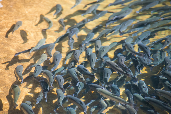 Como o Manejo Inadequado do Oxigênio Afeta a Engorda de Peixes